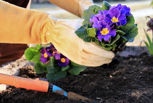 A person wearing beige gardening gloves is planting a cluster of purple and yellow primrose flowers into the dark, rich soil of a garden bed. The garden area features a well-maintained lawn in the foreground, with neatly edged flower beds bordered by soil. In the background, there are some green leafy plants and possibly a wooden garden structure or fence, suggesting an outdoor space designed for garden maintenance and horticultural activities. The lighting indicates natural daylight, likely a clear or partly cloudy day, creating a bright and inviting atmosphere suitable for gardening work. This scene highlights the careful planting and garden care services offered by Hedge Trimming Temple, emphasizing quality gardening and outdoor maintenance in a local residential setting.